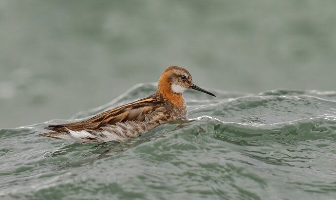 Red Necked Pharalope