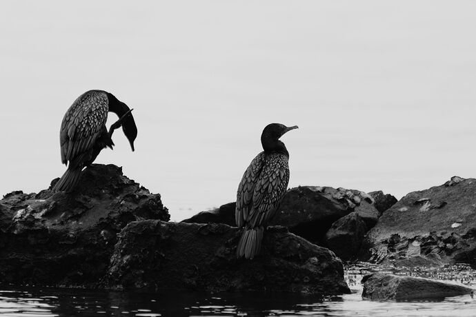 _MG_2887 Black Cormorants S.jpg