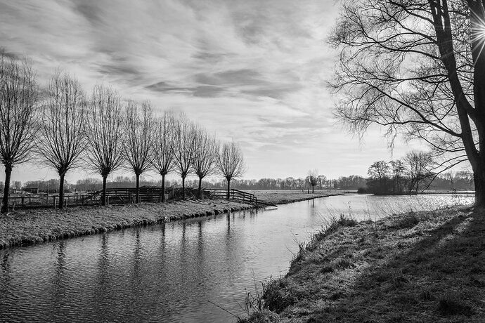 Fenced in by trees