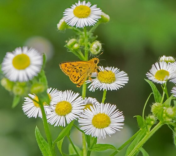 Fleabane-Feeder.jpg
