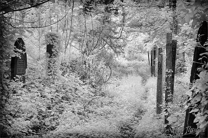 Original - 20250608-DSC02255-Edit.jpg