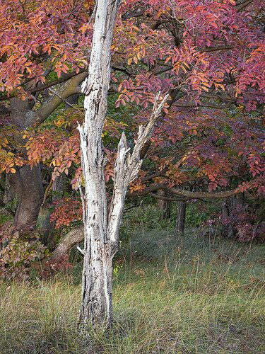 Autumn in the Pannonian Plain