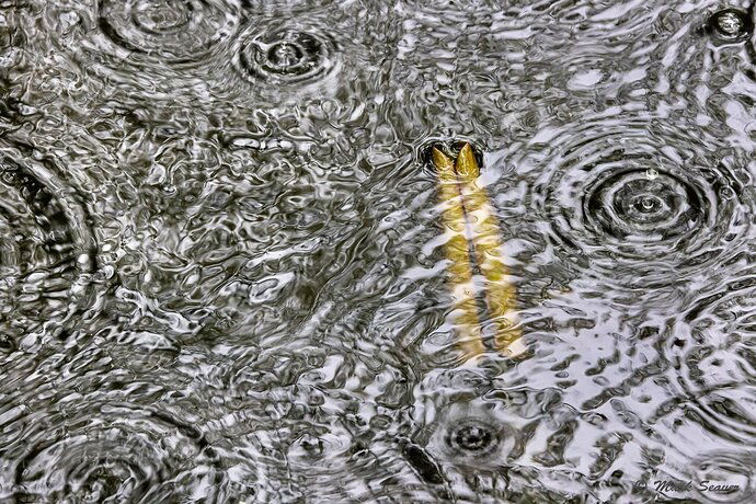 Emerging leaf, Falling rain.jpg