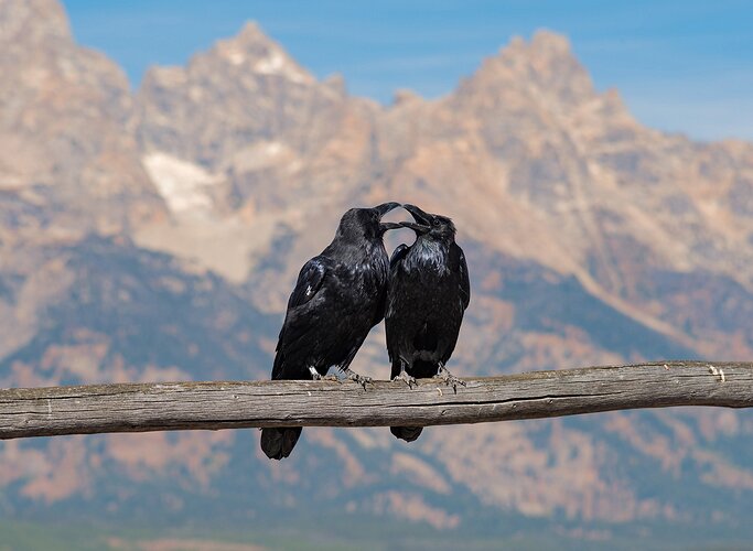 teton blackbirds copy