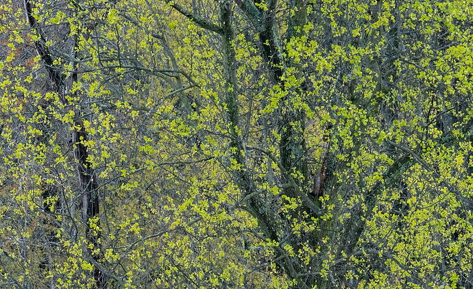 _DSC5373-2 copy.jpg