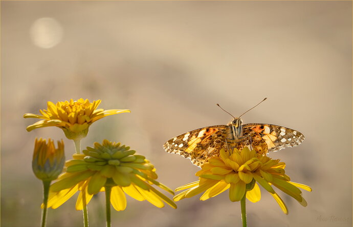 Revision 1 - Painted Lady Final v5 20260524-DSC03228-Edit.jpg