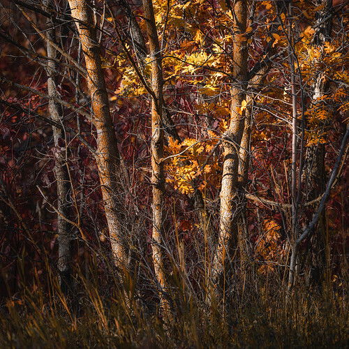 untitled (1 of 1)-3.jpg