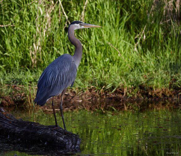 Great Blue Heron