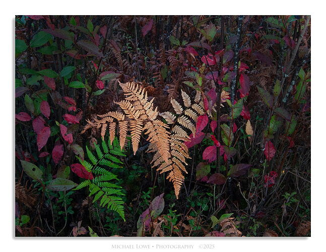 _B0S7454 copy