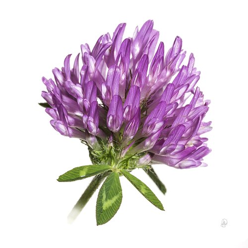 Trifolium pratense L.  (red clover)