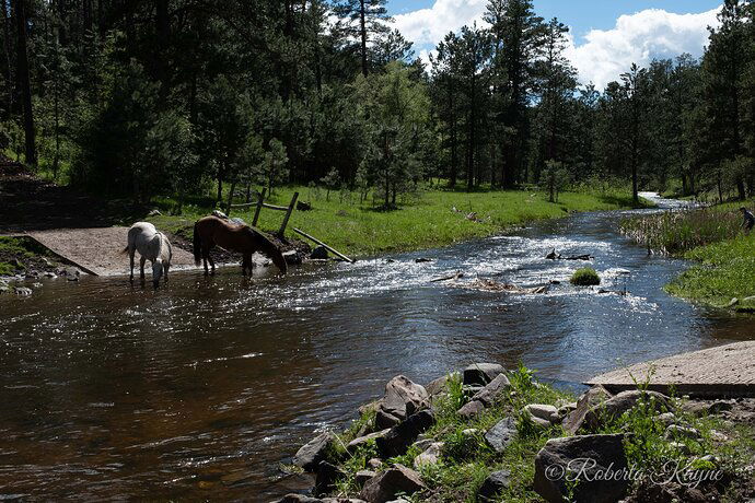 6-9-19 Horses at Custer SP-7028