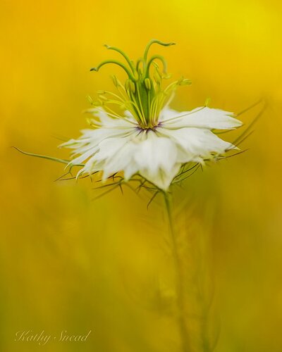 Nigella