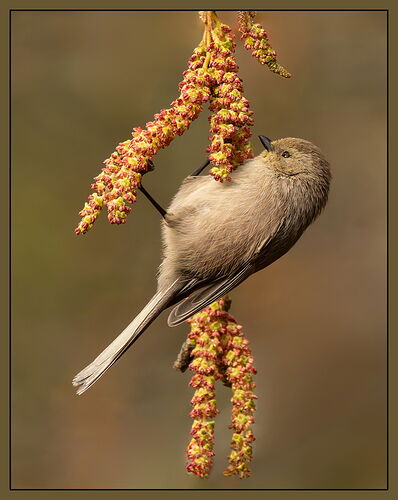 2025-22a-Bushtit-NPN2