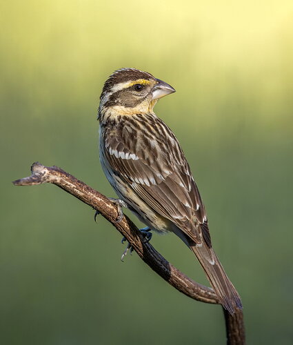 _49A7063-Edit.jpg