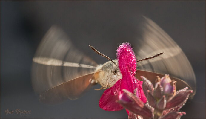 Revision 2 - Hawkmoth close20261001-20261001-DSC05604-Edit.jpg