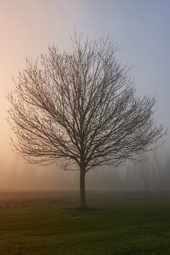 Morning Light