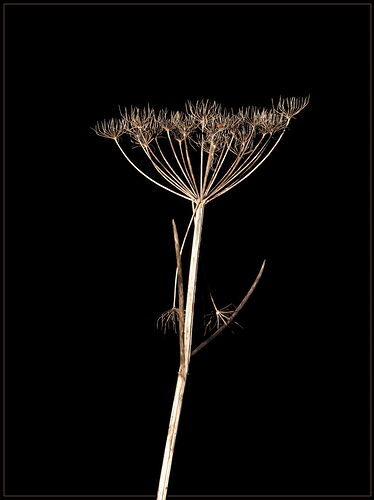 -20260124-_7R52990-Forks-2-DxO_DeepPRIME 3-Edit-Edit-Edit.jpg