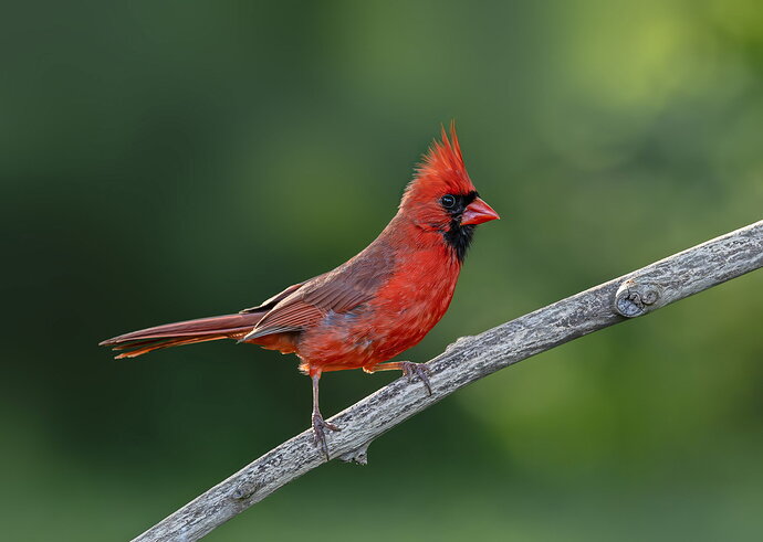 Male-Cardinal-June252026-DM