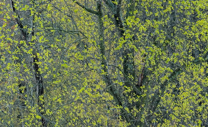 20250412-_DSC5373-2 copy