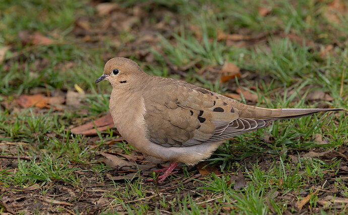 Mourning Dove-NPN.jpg