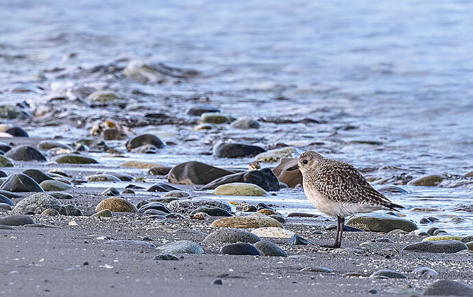 Black-bellied Plover.jpg
