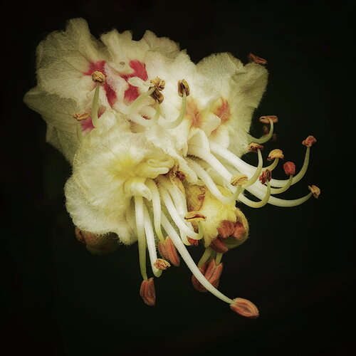 2026-04-26 Horse Chestnut Flower.jpg