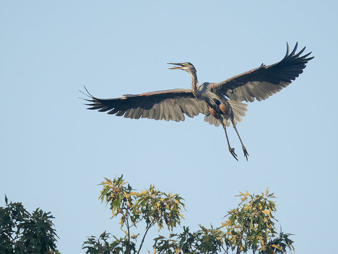 Original - Great Blue Heron 68.jpg