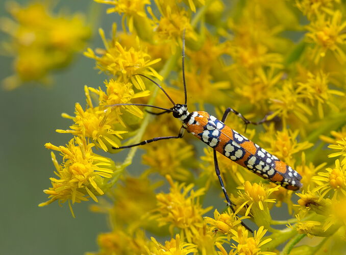 Ailanthuswebworm.jpg