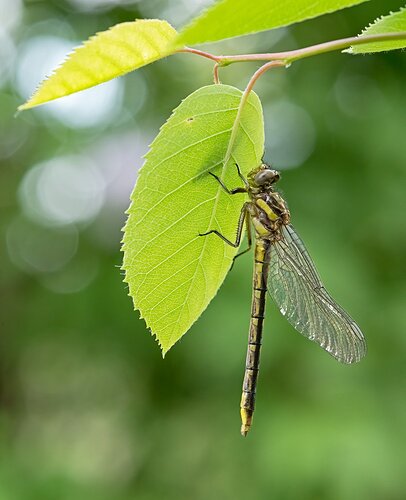 dragonfly1