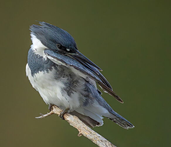 Belted Kingfisher 154.jpg