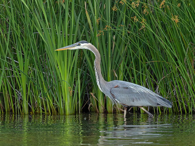 Great Blue Heron 60.jpg