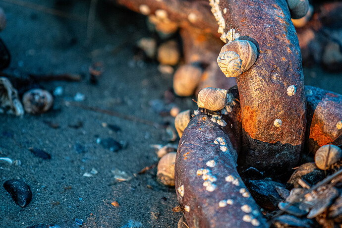 Original - Low tide.jpg