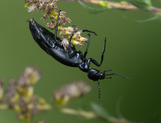 Original - BlisterBeetle.jpg