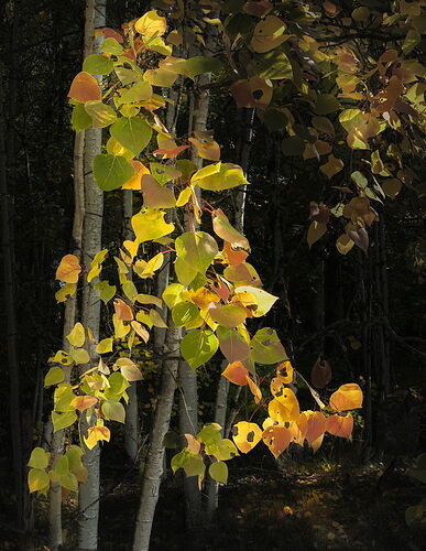 Weyerhaeuser Aspens