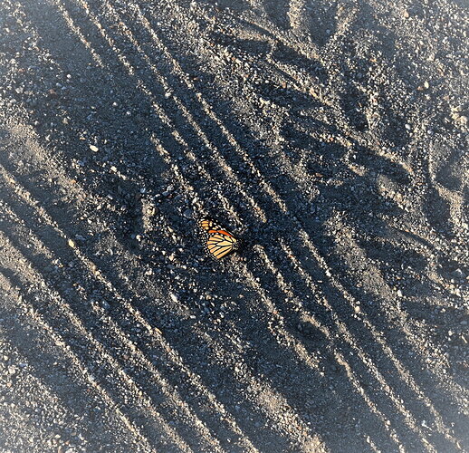 Original - DSC_5728 2 .JPG