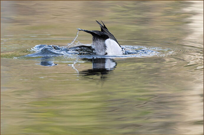 -20260206-_SA16763-McLane Creek-DxO_DeepPRIME 3-Edit