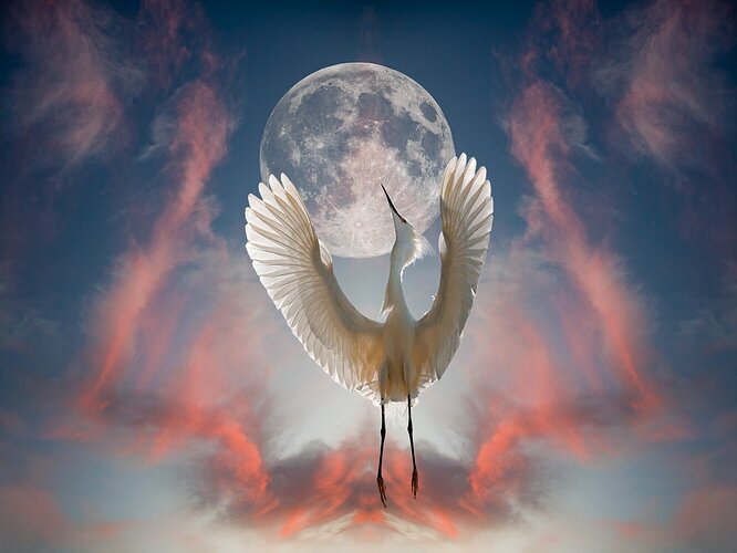 Egret / Moon