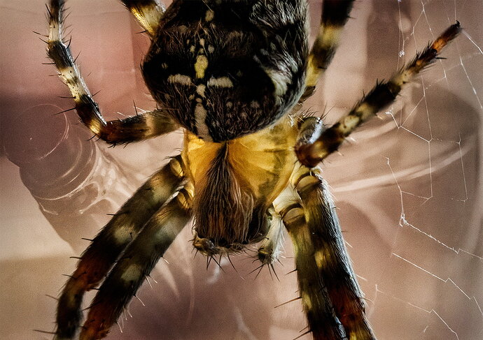 Original - 4 Incy-wincy-spider T.jpg