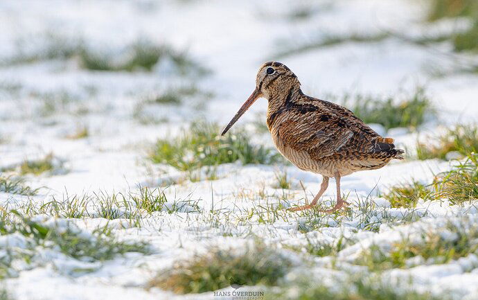 Eurasian Woodcock