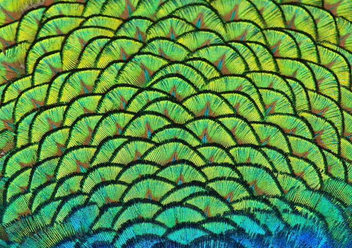 PeacocksBackTSCrop
