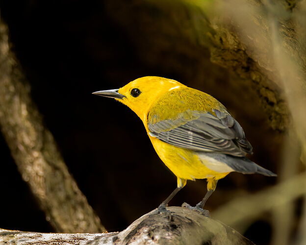 20240501-Prothonotary Warbler-83-CR3-Edit.jpg