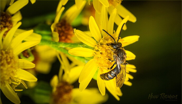 Common Furrow bee 20260803-DSC00325-Edit