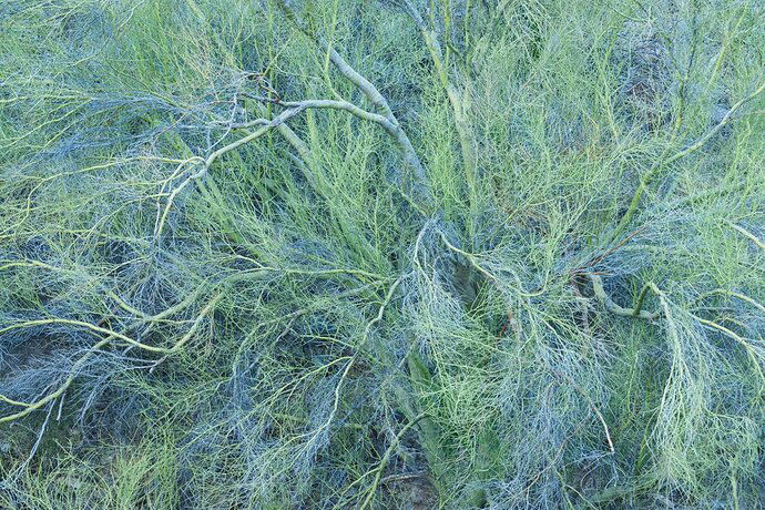 Palo verde compressed.JPG