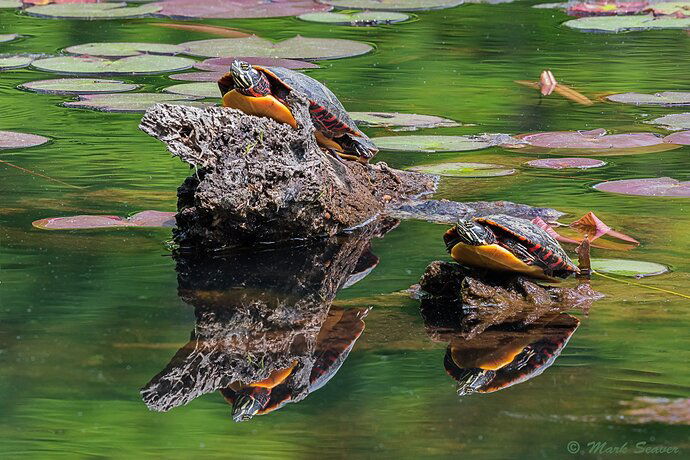 Painted Turtles, sunning