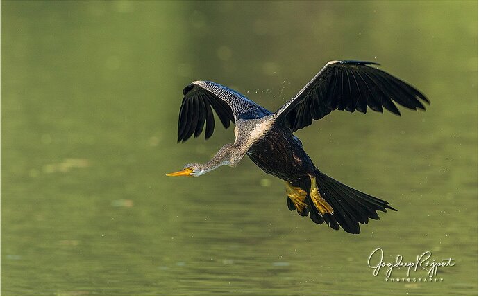 Oriental Darter coming in for landing