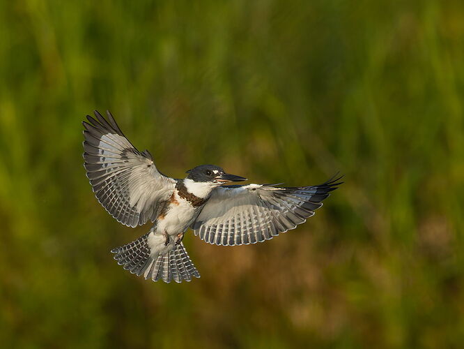 Belted Kingfisher 67.jpg
