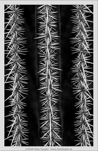 Saguaro Spines