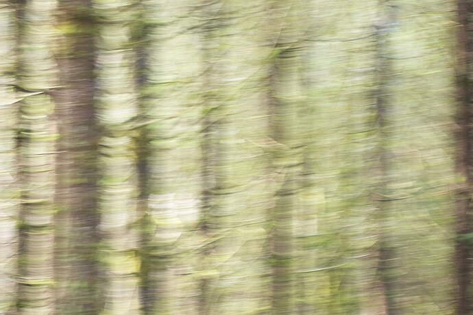 Forest of Conifers