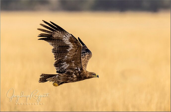 Steppe Eagle