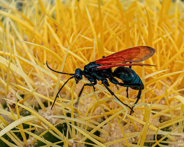 Tarantula Hawk